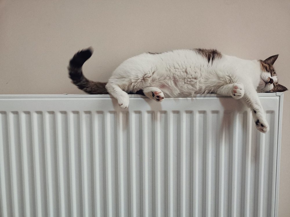 cat laying on a radiator